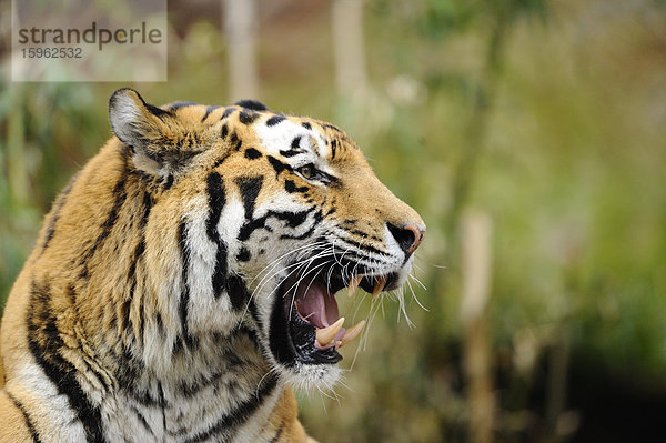 Brüllender Sibirischer Tiger (Panthera tigris altaica)
