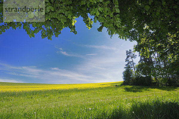 Landschaft mit Rapsfeld