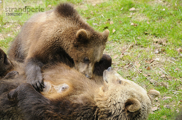 Braunbären (Ursus arctos) im Nationalpark Bayerischer Wald  Deutschland