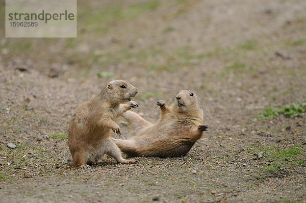 Zwei Schwarzschwanz-Präriehunde (Cynomys ludovicianus)