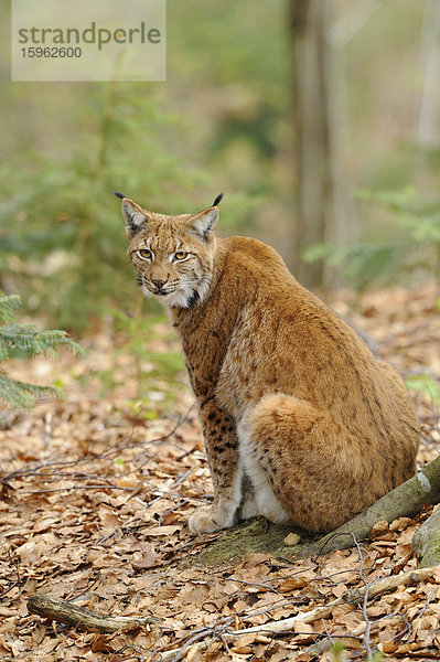 Karpatenluchs (Lynx lynx carpathicus) im Nationalpark Bayerischer Wald  Bayern  Deutschland