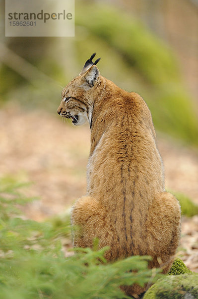 Karpatenluchs (Lynx lynx carpathicus) im Nationalpark Bayerischer Wald  Bayern  Deutschland