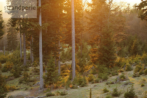 Sonnenuntergang über dem Bayerischen Wald  Bayern  Deutschland