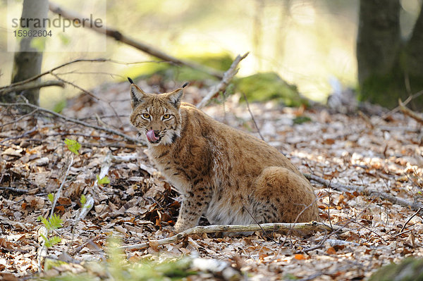 Karpatenluchs (Lynx lynx carpathicus) im Nationalpark Bayerischer Wald  Bayern  Deutschland