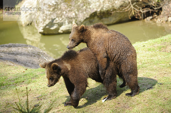 Junge Braunbären (Ursus arctos) im Nationalpark Bayerischer Wald  Deutschland