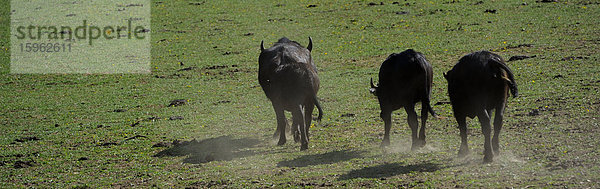 Drei Wasserbüffel (Bubalus arnee) laufen auf einer Wiese