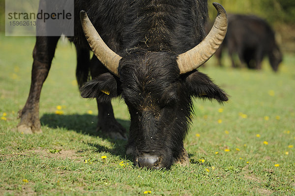 Wasserbüffel (Bubalus arnee) beim Grasen