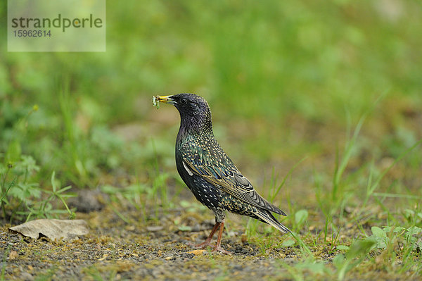 Star (Sturnus vulgaris)  Bayern  Deutschland