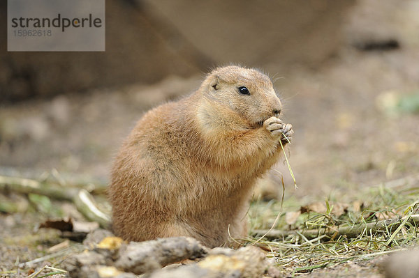 Schwarzschwanz-Präriehund (Cynomys ludovicianus)