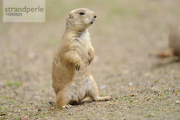 Stehender Schwarzschwanz-Präriehund (Cynomys ludovicianus)