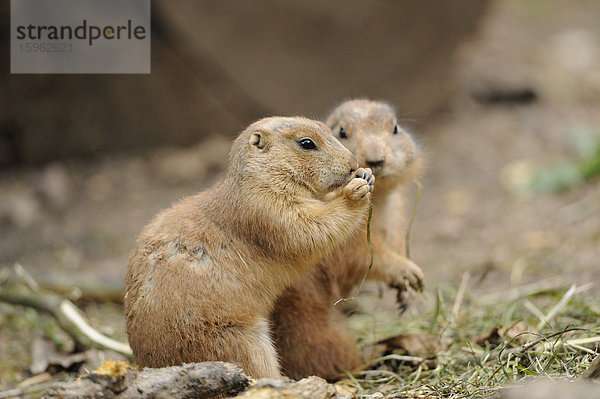 Zwei Schwarzschwanz-Präriehunde (Cynomys ludovicianus)