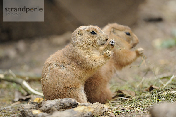 Zwei Schwarzschwanz-Präriehunde (Cynomys ludovicianus)