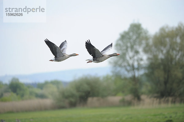 Zwei Graugänse (Anser anser) im Flug  Altmühlsee  Bayern  Deutschland