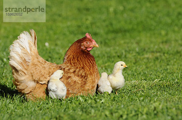 Haushuhn  Gallus gallus domesticus  und Küken