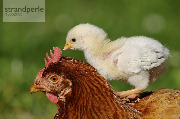 Haushuhn  Gallus gallus domesticus  und Küken