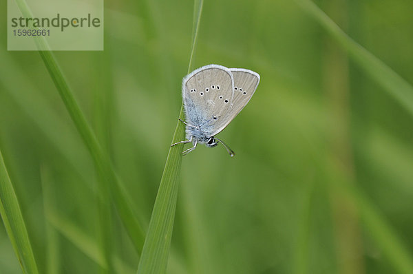 Hauhechel-Bläuling  Polyommatus icarus