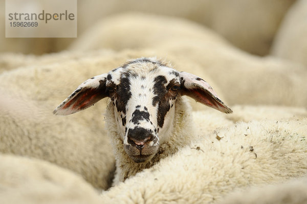 Hausschaf  Ovis orientalis aries  Bayern  Deutschland  Europa