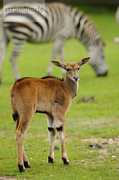 Elenantilope  Taurotragus oryx  und Böhmzebra  Equus burchellii boehmi  Savanne  Afrika