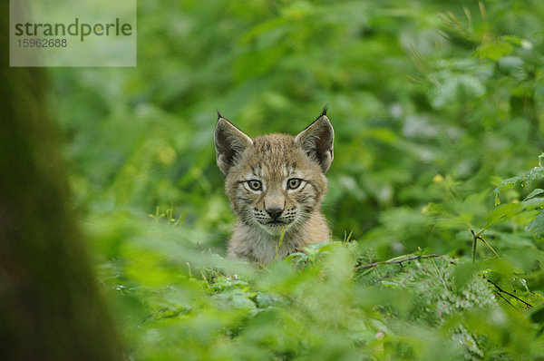 Junger eurasischer Luchs  lynx lynx  Wildpark alte Fasanerie Hanau  Hessen  Deutschland  Europa