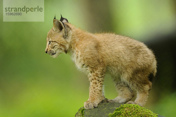 Junger eurasischer Luchs  lynx lynx  Wildpark Alte Fasanerie Hanau  Hessen  Deutschland  Europa