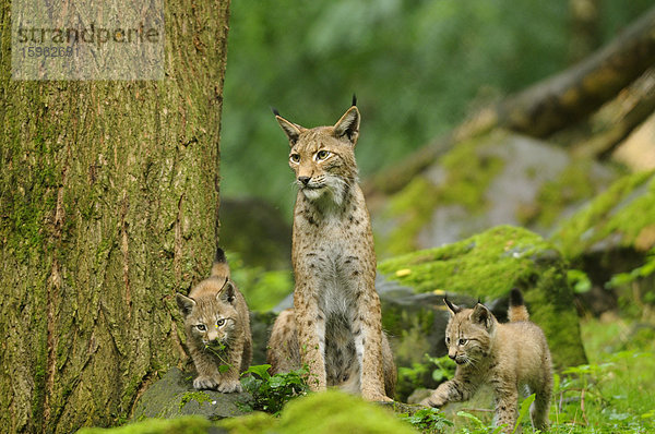 Eurasischer Luchs  lynx lynx  mit Jungtier  Wildpark Alte Fasanerie Hanau  Hessen  Deutschland  Europa