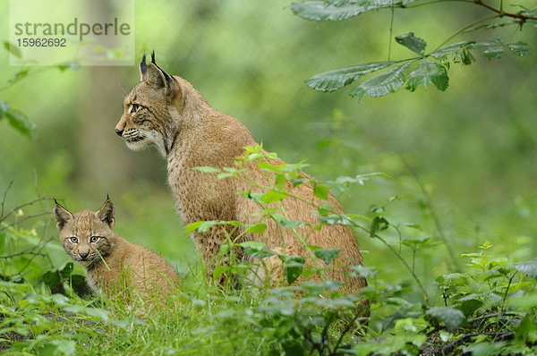 Eurasischer Luchs  lynx lynx  mit Jungtier  Wildpark Alte Fasanerie Hanau  Hessen  Deutschland  Europa