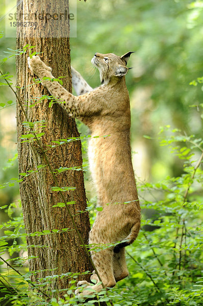 Eurasischer Luchs  lynx lynx  Wildpark Alte Fasanerie  Hanau  Hessen  Deutschland  Europa