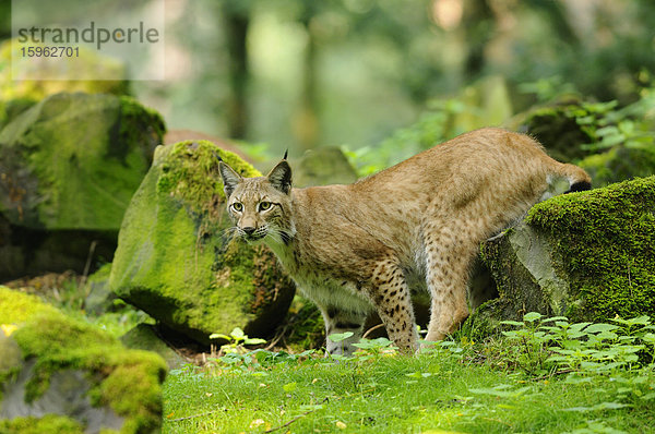 Eurasischer Luchs  lynx lynx  Wildpark Alte Fasanerie  Hanau  Hessen  Deutschland  Europa