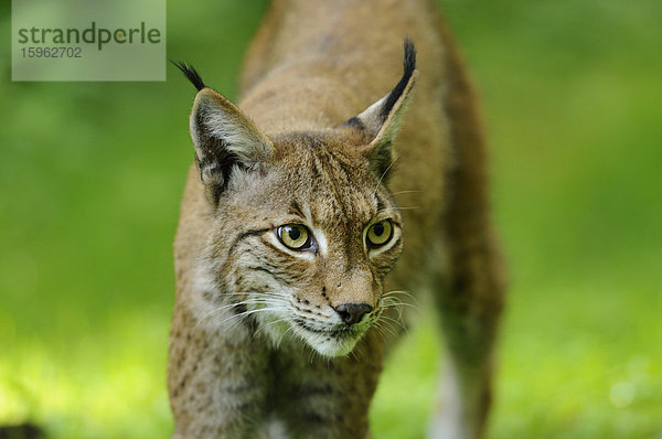 Eurasischer Luchs  lynx lynx  Wildpark Alte Fasanerie  Hanau  Hessen  Deutschland  Europa