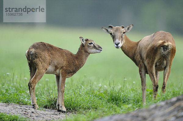 Europäische Mufflons  Ovis orientalis musimon  Wildpark Alte Fasanerie  Hanau  Hessen  Deutschland  Europa