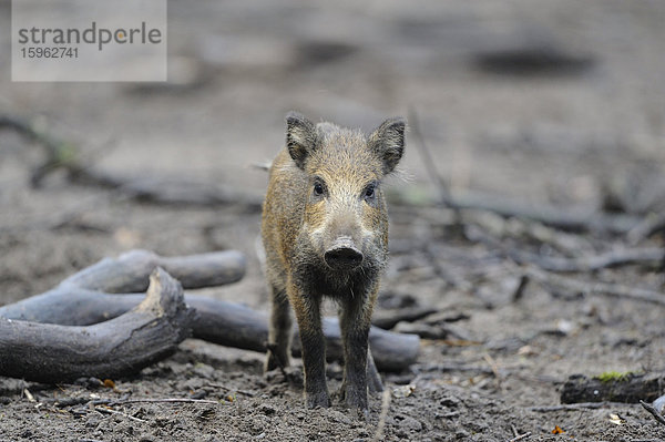 Junges Wildschwein  Sus scrofa  Wildpark Alte Fasanerie  Hanau  Hessen  Deutschland  Europa