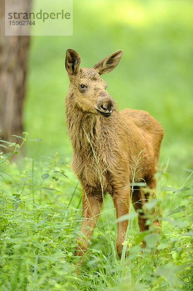 Junger Elch  Alces alces  Alte Fasanerie Wildpark  Hanau  Hessen  Deutschland  Europa