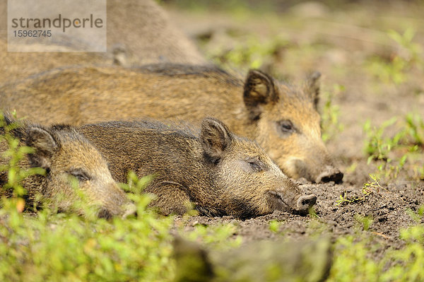 Wildschwein  Sus scrofa  und Ferkel  Wildpark Alte Fasanerie  Hanau  Hessen  Deutschland  Europa