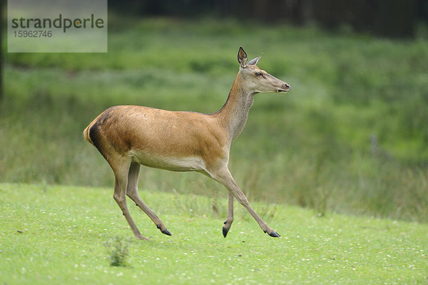 Rothirsch  Cervus elaphus  Wildpark Alte Fasanerie Hanau  Hessen  Deutschland  Europa