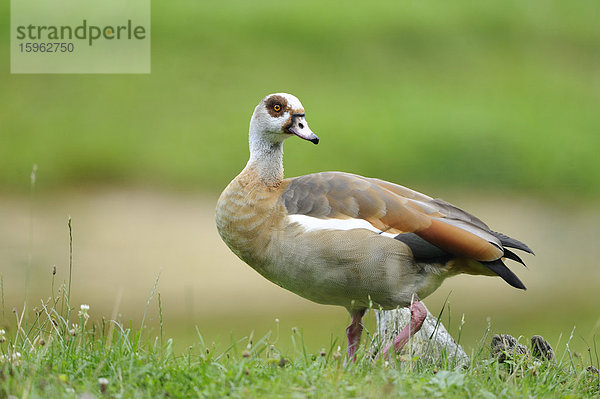 Nilgans  Alopochen aegyptiacus  Alte Fasanerie  Hanau  Hessen  Deutschland  Europa