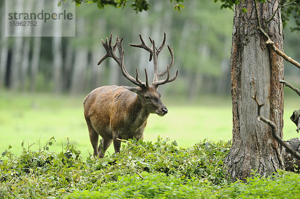 Rothirsch  Cervus elaphus  Wildpark Alte Fasanerie  Hanau  Hessen  Deutschland  Europa