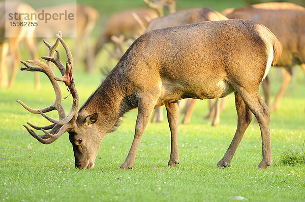 Rothirsche  Cervus elaphus  Wildpark Alte Fasanerie  Hanau  Hessen  Deutschland  Europa