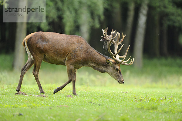 Rothirsch  Cervus elaphus  Wildpark Alte Fasanerie  Hanau  Hessen  Deutschland  Europa