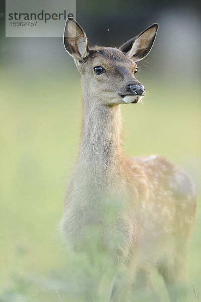 Rothirsch  Cervus elaphus  Bayern  Deutschland  Europa