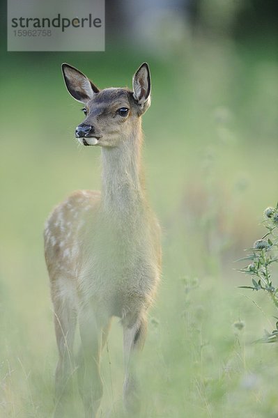 Rothirsch  Cervus elaphus  Bayern  Deutschland  Europa