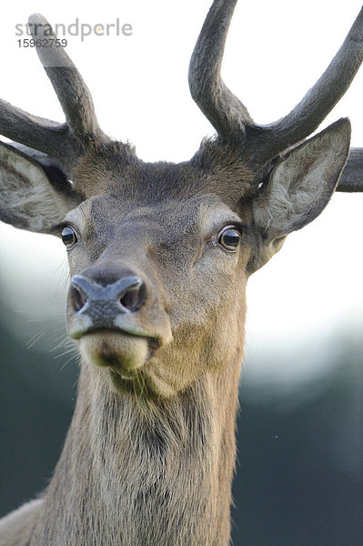 Rothirsch  Cervus elaphus  Bayern  Deutschland  Europa