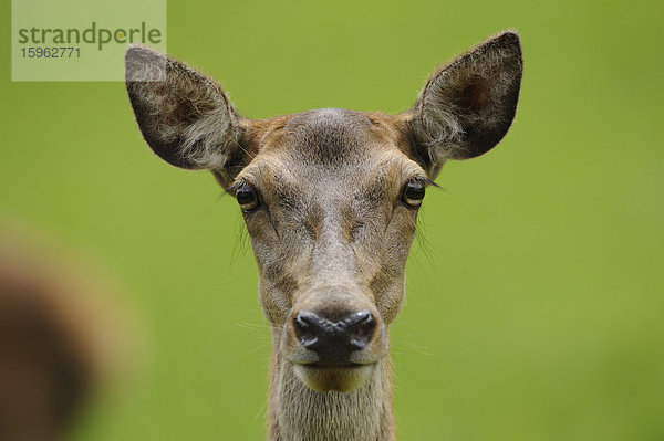 Rothirsch  Cervus elaphus  Bayern  Deutschland  Europa