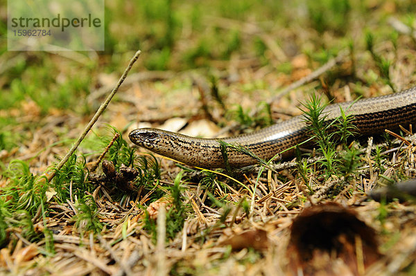 Blindschleiche (Anguis fragilis) auf dem Waldboden