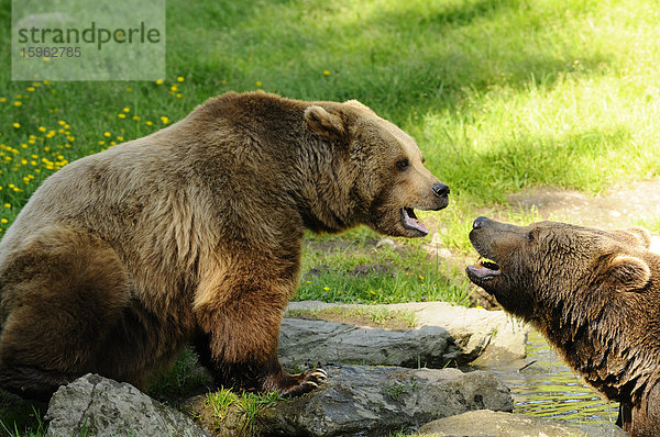 Zwei Europäische Braunbären (Ursus arctos arctos) im Nationalpark Bayerischer Wald  Deutschland
