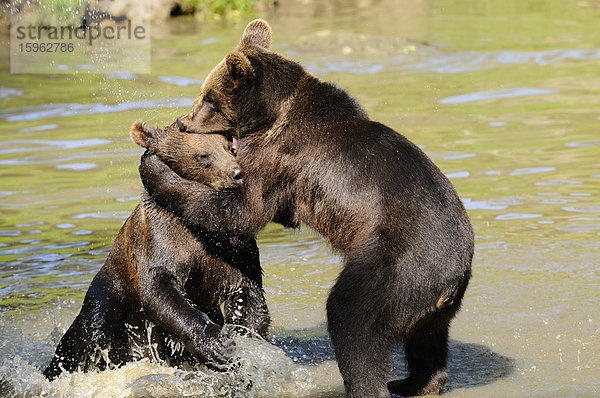 Zwei junge Europäische Braunbären (Ursus arctos arctos) im Wasser im Nationalpark Bayerischer Wald  Deutschland