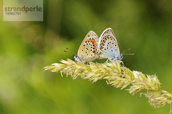 Zwei Hauhechel-Bläulinge (Polyommatus icarus) auf einem Grashalm