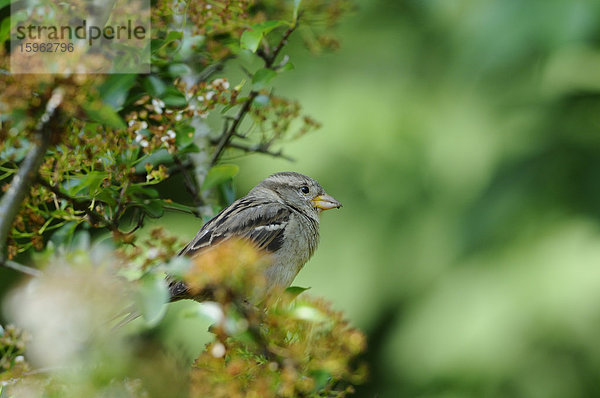 Haussperling (Passer domesticus) auf Ast