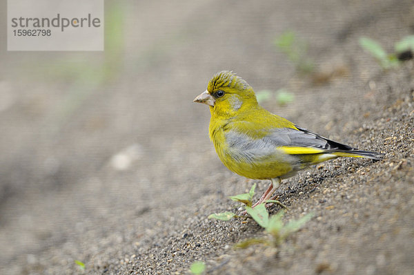 Grünfink (Carduelis chloris)