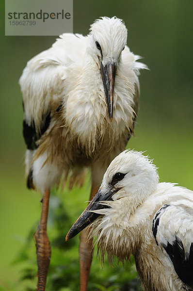 Zwei junge Weißstörche (Ciconia ciconia)