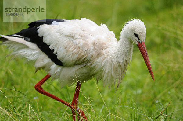 Weißstorch (Ciconia ciconia) auf einer Wiese